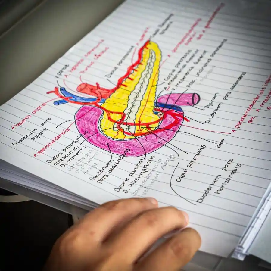 Schematische Zeichnung eines Organs mit lateinischer Beschriftung in einem Notizbuch